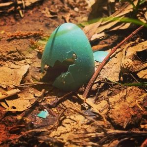 Meet your Posher, Elise